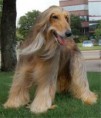 AFGHAN HOUND   